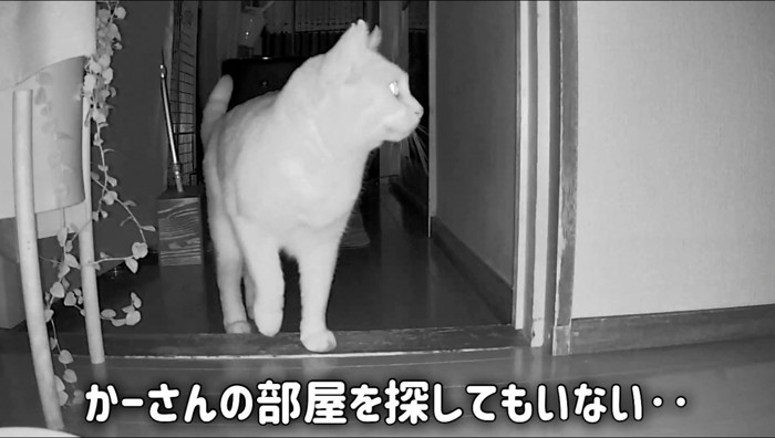家の中を歩き回る猫