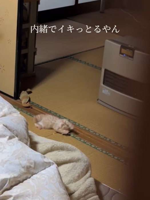 仰向けになる子猫