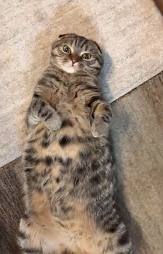 寝転がる猫