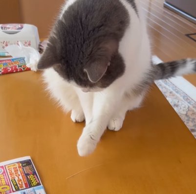 左前足をまっすぐ上げる猫