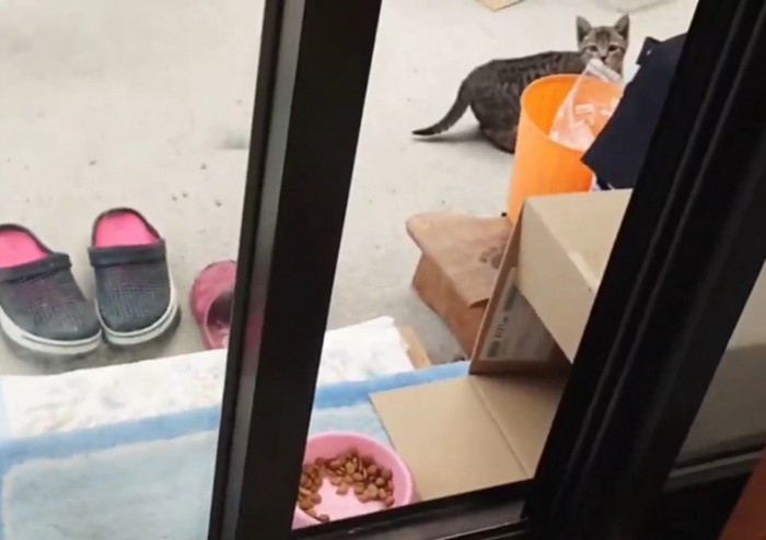 遠くから家の中を見ている子猫