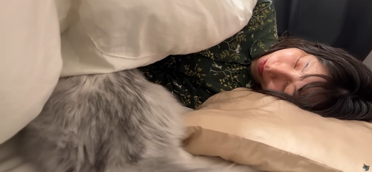 布団に入ろうとしている猫