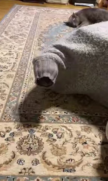 セーターに入った猫