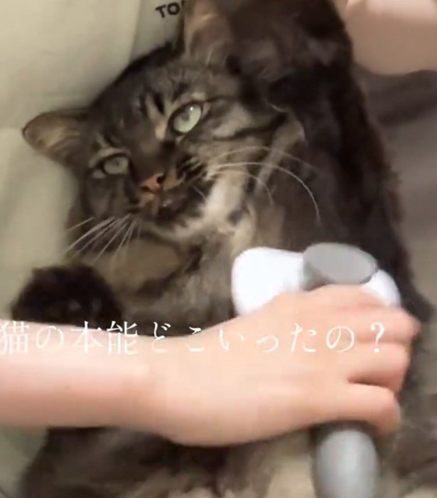 ブラッシングされる猫