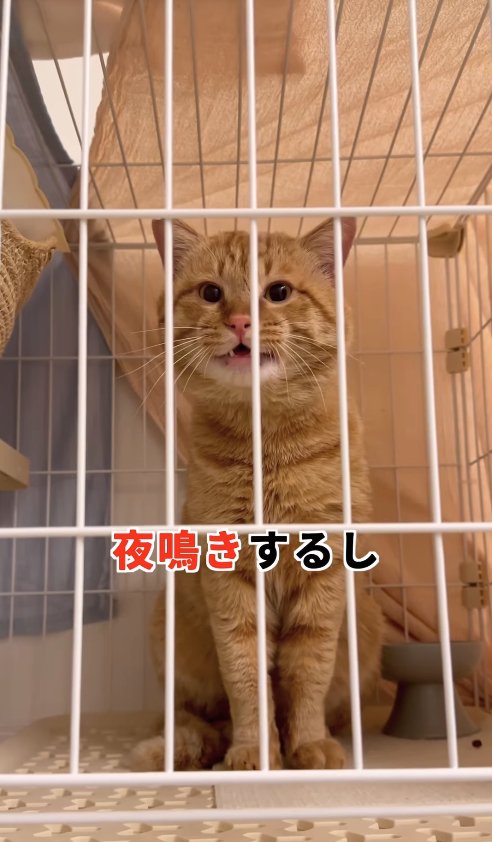 ケージの中でお座りしている猫