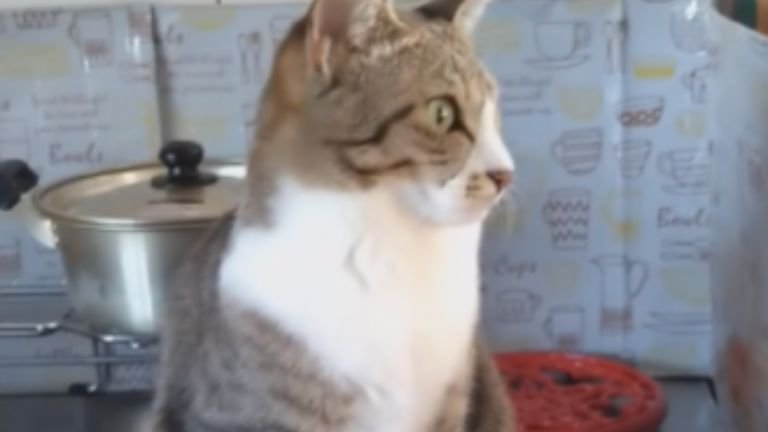 キッチンにいる猫