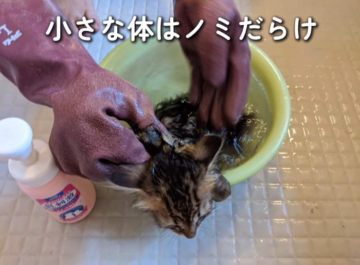 シャンプーされる猫