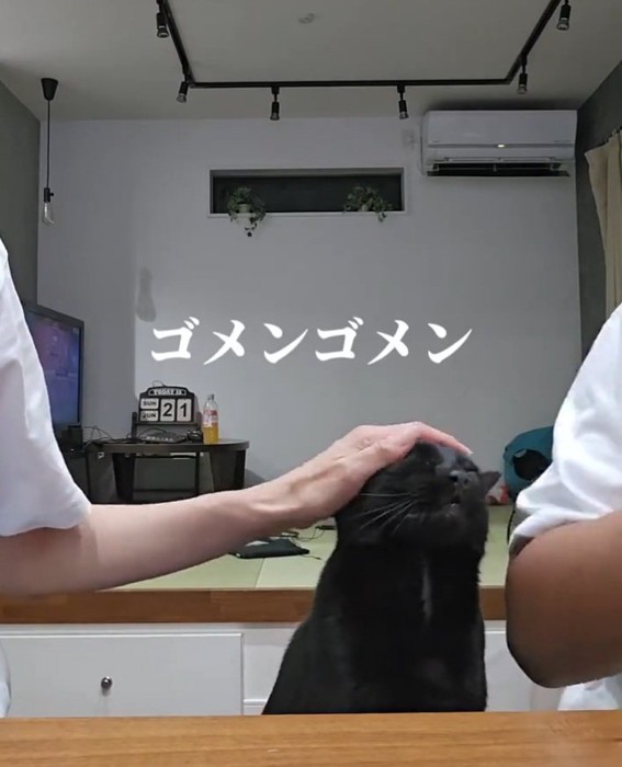 なでなでされる猫