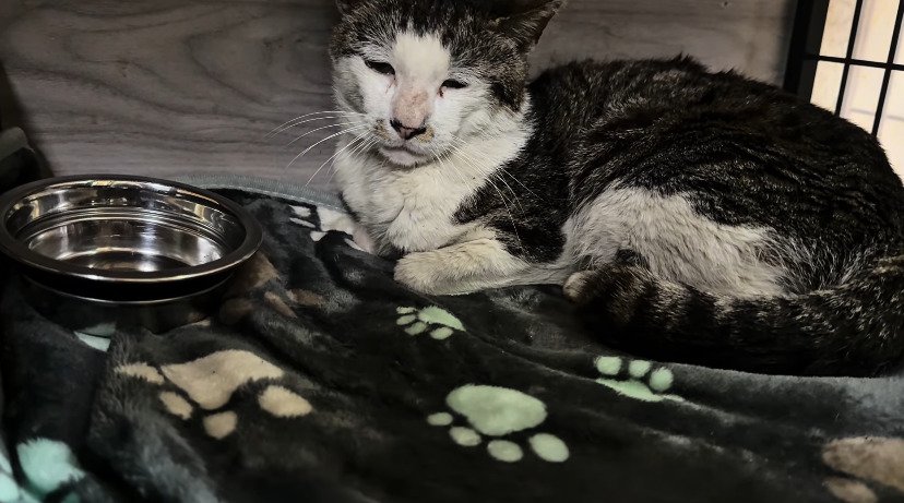 ケージ内で座る猫