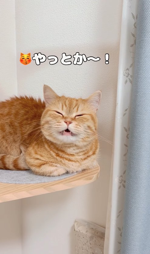 キャットタワーで香箱座りをして口を開く猫「やっとか〜！」