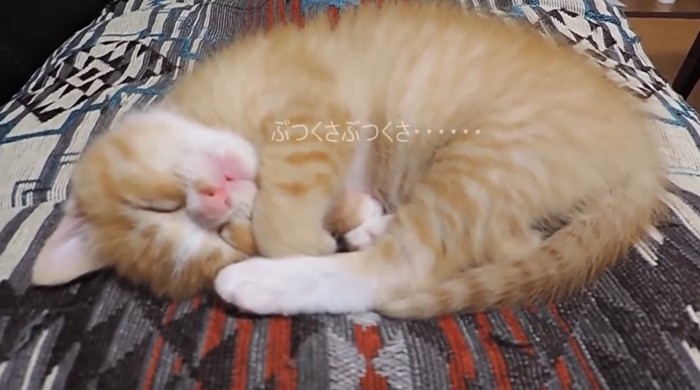丸くなって眠る子猫