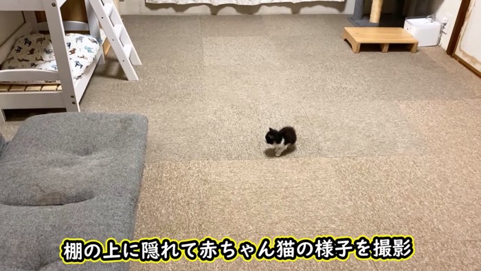 部屋の真ん中にいる子猫