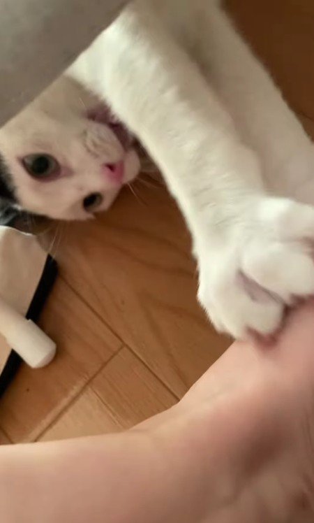 足にじゃれる猫