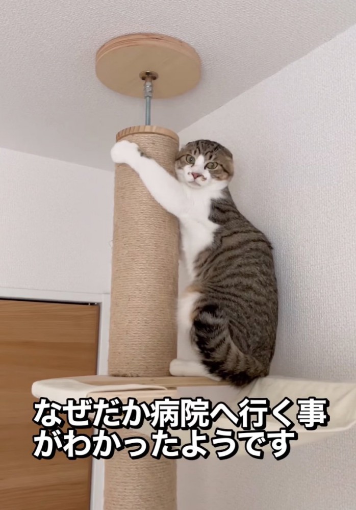 柱を抱き抱える猫