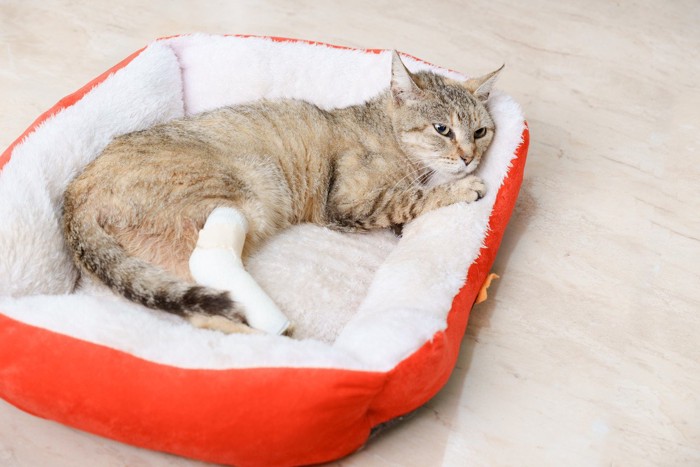 包帯を巻いてベッドで寝る猫