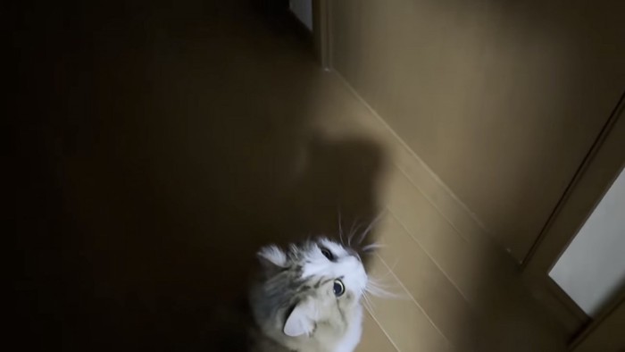 ドアの前に座っている猫の写真