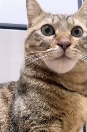 下から猫を見た様子