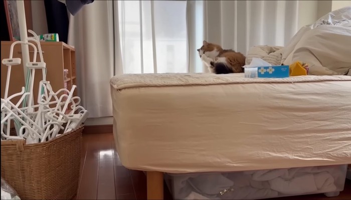 ベッドの上で毛づくろい