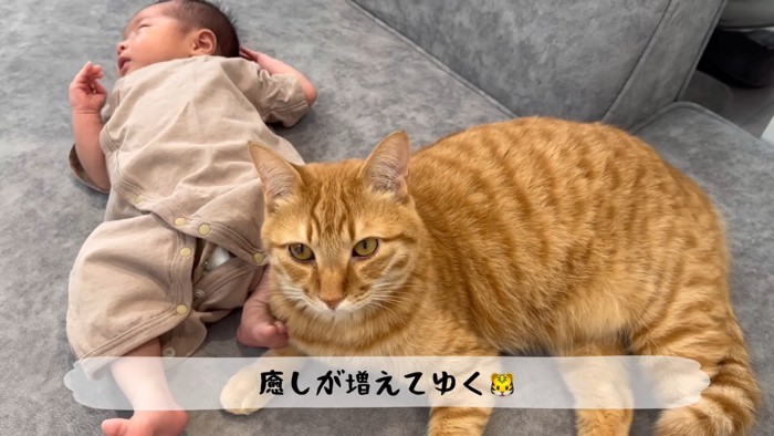 テロップ「癒しが増えてゆく」