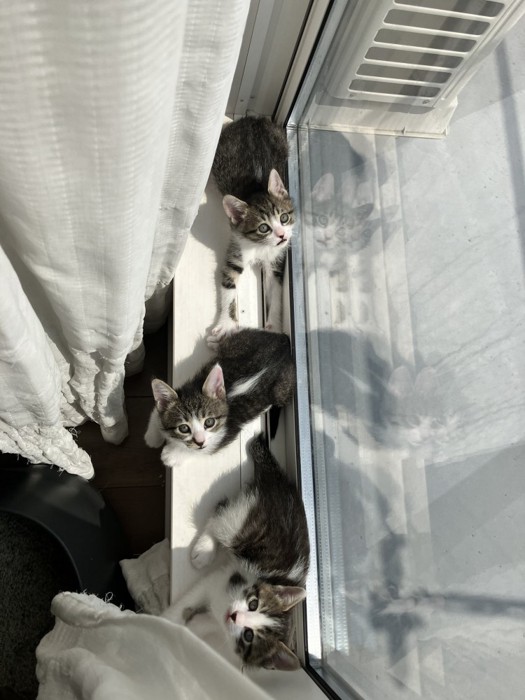 日向ぼっこする3匹の猫