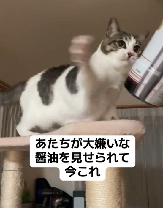 再度パンチをする猫