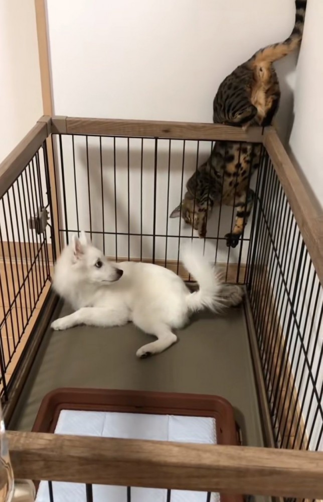 隙間に入り込む猫