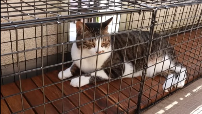 ウッドデッキでお昼寝