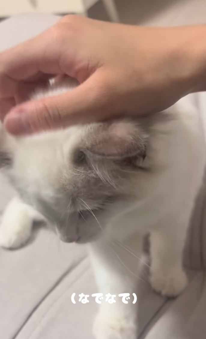 ママさんに頭を撫でられる子猫