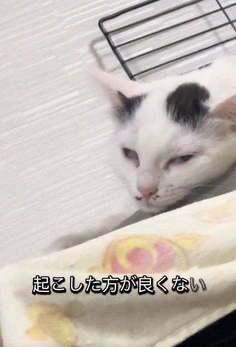 白目になって寝始める白黒の猫
