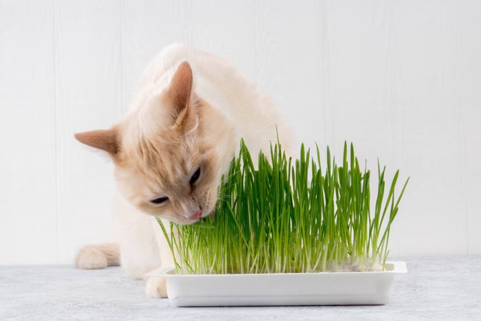 猫草を食べている猫