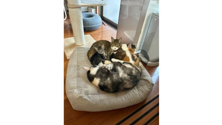集まる猫たち