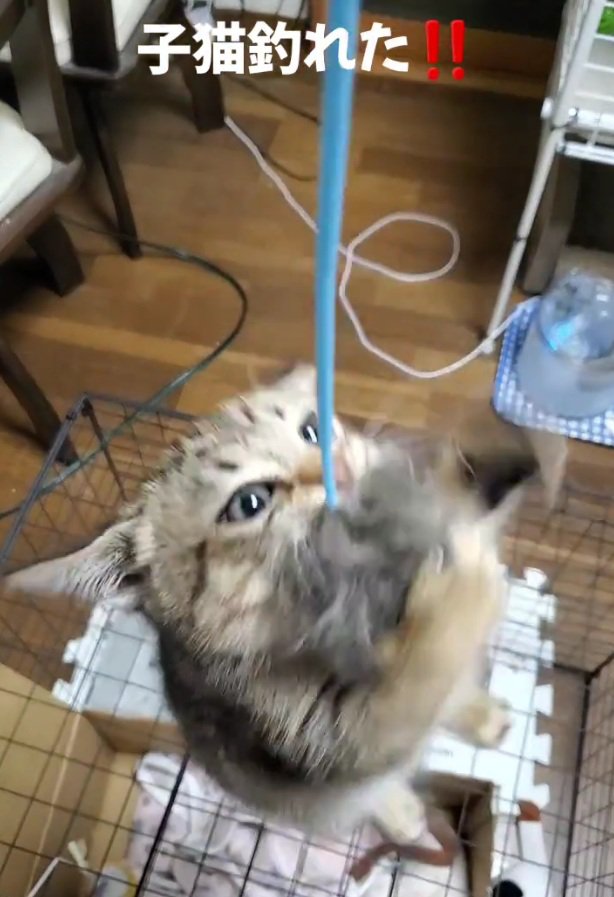 必死に猫じゃらしを掴む小町ちゃん