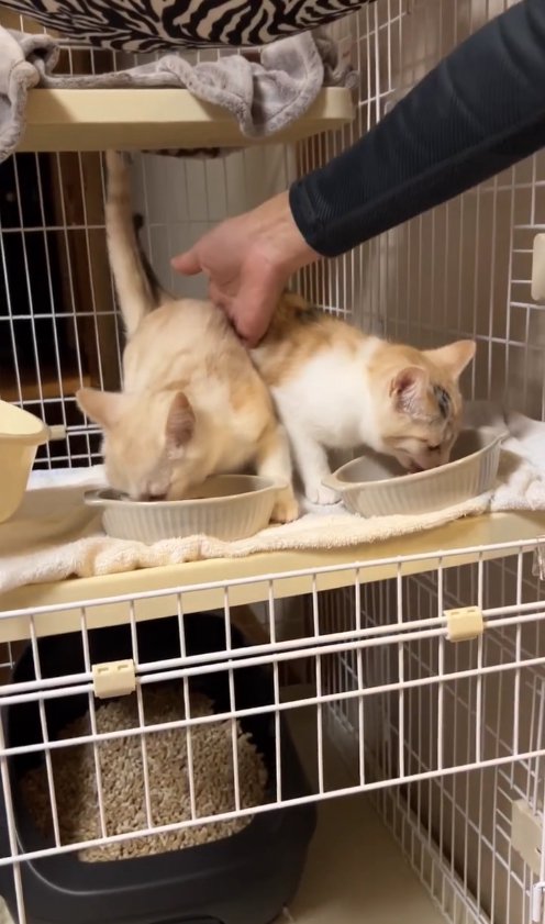 ご飯を食べている2匹の猫の間に手を差し込む保護主