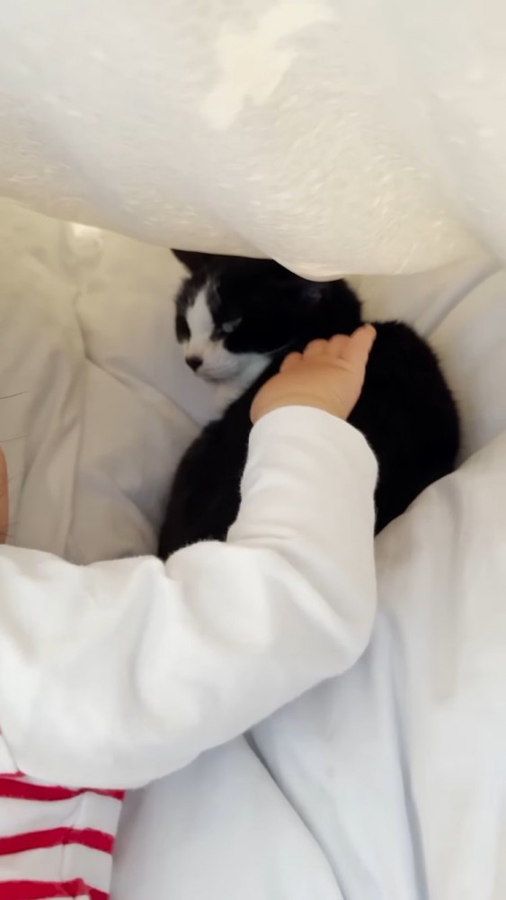 赤ちゃんに撫でられる黒白猫