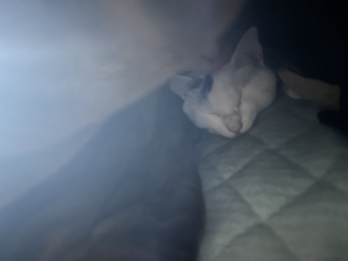 おふとんに入ってきたよもぎちゃん