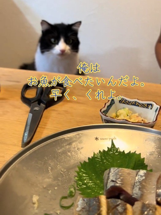 テーブルを見る猫
