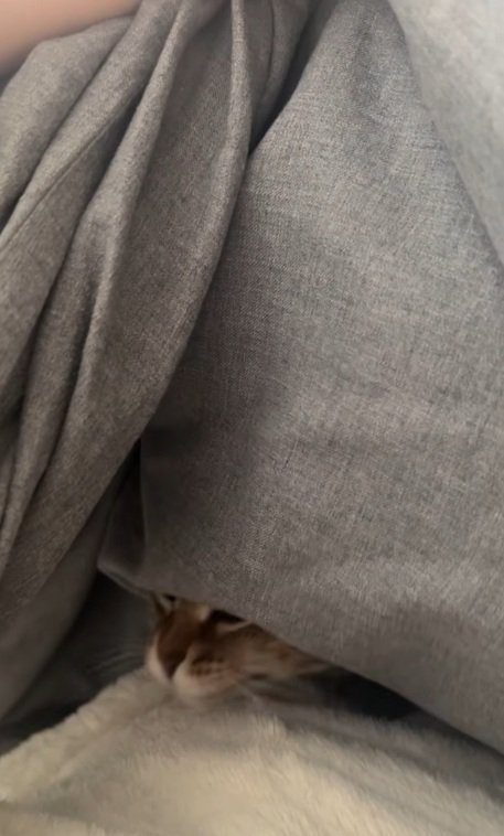 布団の中にキジトラの鼻が見えている
