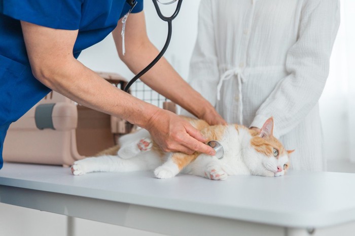 猫に聴診器を当てる獣医師