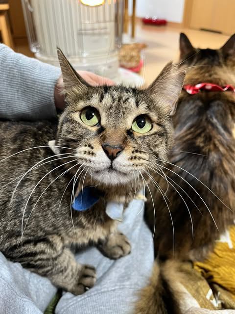 頭を撫でてもらう猫