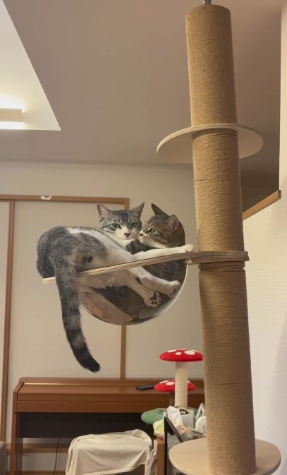 キャットタワーのボウルの中にいる2匹の猫