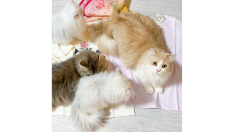 集まっている猫たち