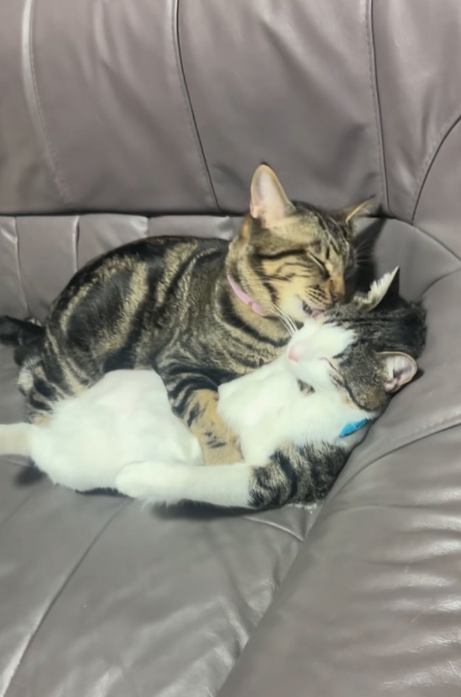 毛づくろいする猫