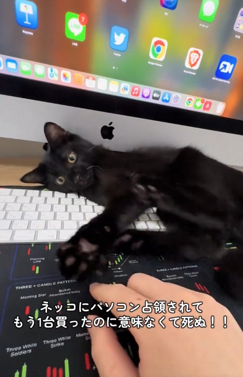 PCの隙間で遊んでいる子猫