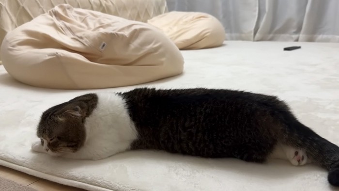 うつ伏せ猫