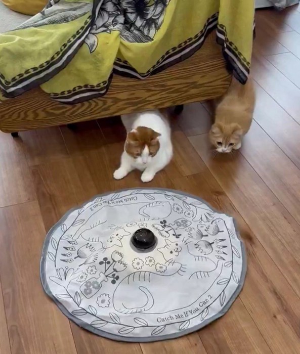 おもちゃに夢中な2匹の猫