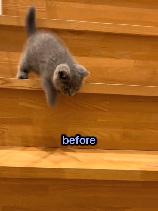 階段を下りようとする子猫