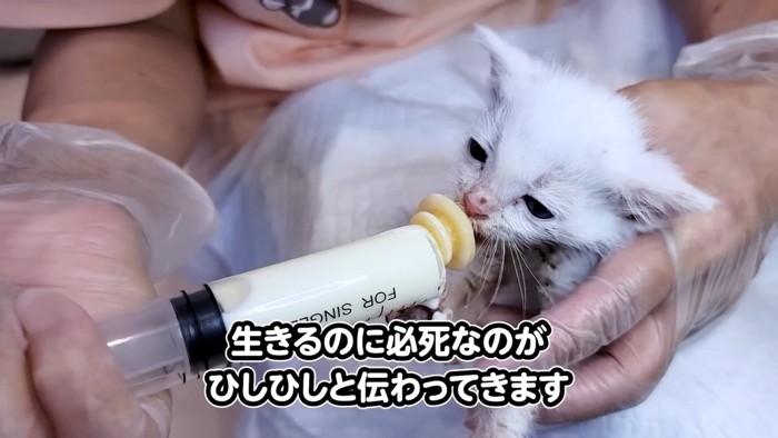 ミルクを飲む子猫