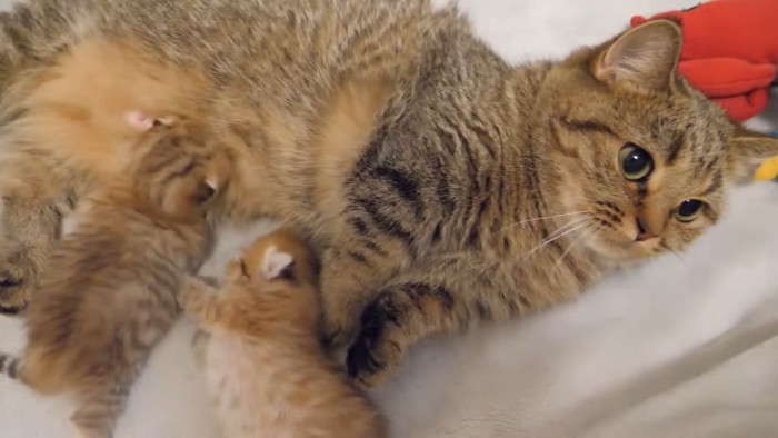 母猫のお乳を飲む子猫
