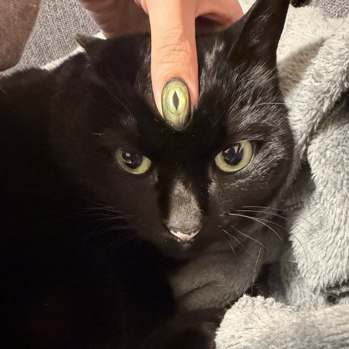 ネイルをした飼い主の指を額に乗せられた猫