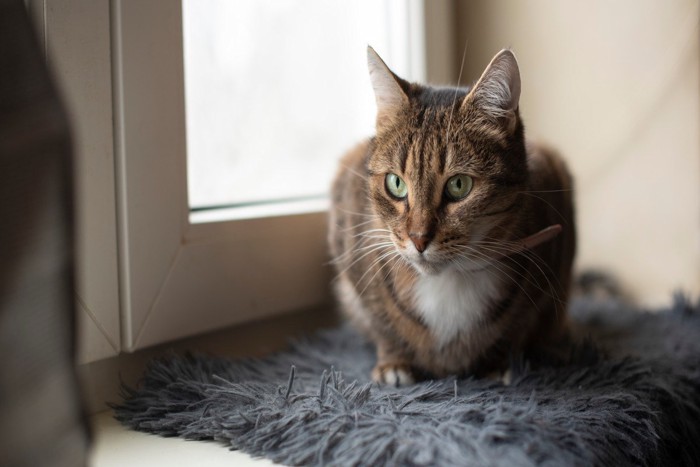 絨毯でくつろぐ猫